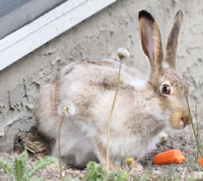 Ms. White Tailed Jack Rabbit 