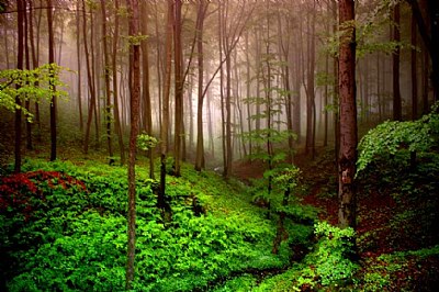 Misty woods 06