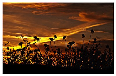 Thistles and Midges