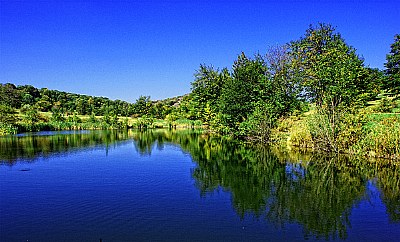 Here the trees reflected in water