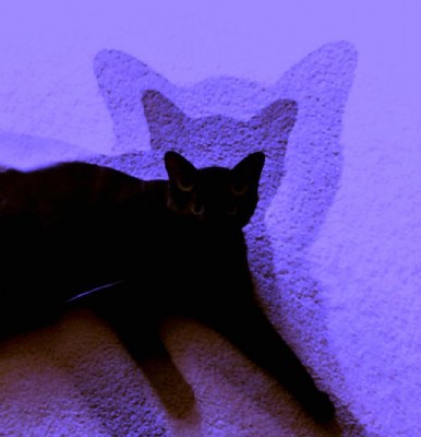 Ghostly Cat