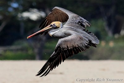 Brown Pelican ...Carmel River Beach