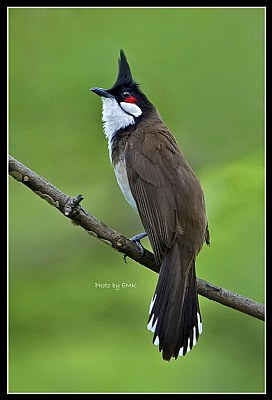 B153 (Red-wiskered Bulbul)