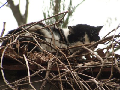 Crow's (?) nest