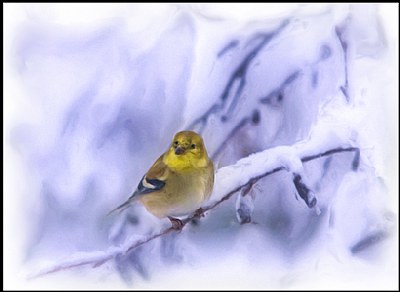 Yellow Finch