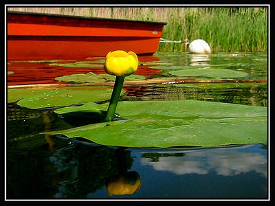 Small Water Lily