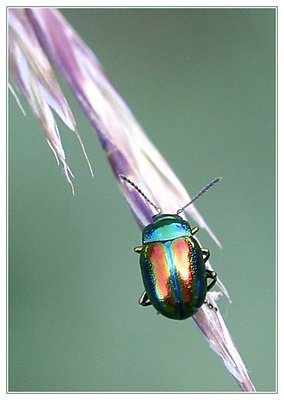 Colourful little bug