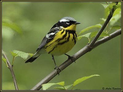 Magnolia Warbler