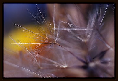 Dandelion