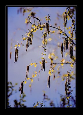 (Serie) tree - 5  "Pussybirch"
