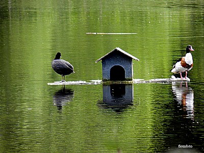 Bird in  nature.