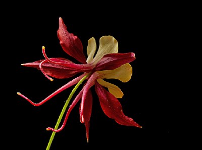 dancing columbine 3