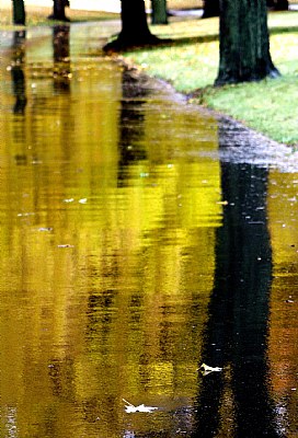 Follow the Yellow Flecked road