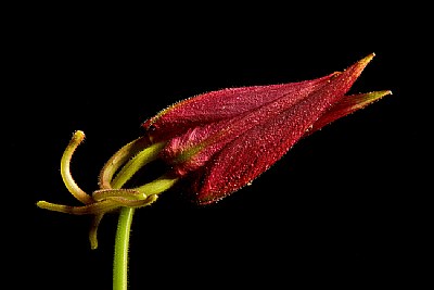 columbine bud