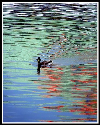 Credit River