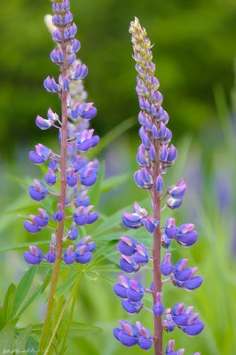 Lupine Twos