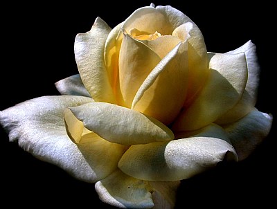 yellow rose-2