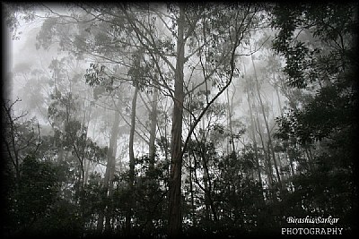 Pine Forest, Kodaikanal