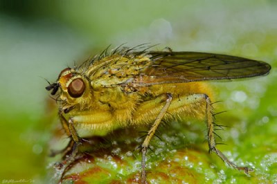 Dung Fly