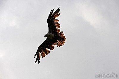 Wing span