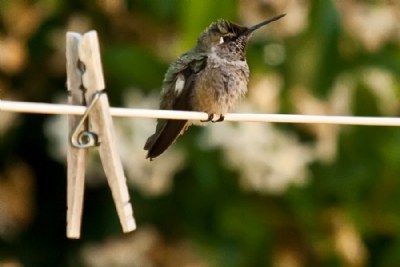 Hanging On The Wire