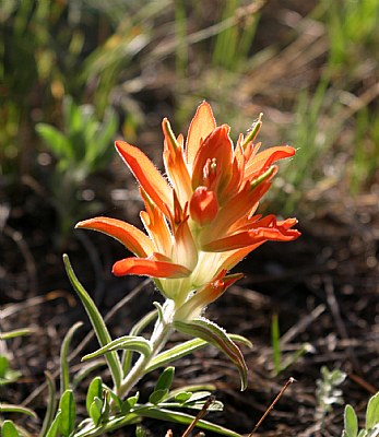 petite fleur