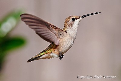 Queenie The Hummingbird