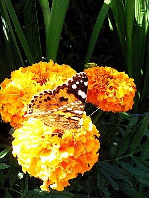 Butterfly in the flower..