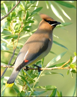 Cedar Waxwing