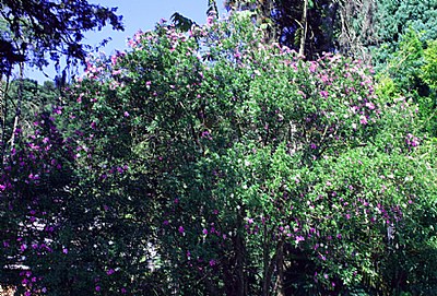 Floral Tree