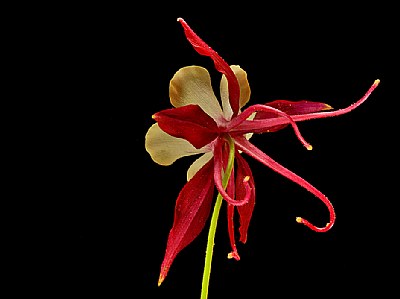 dancing columbine 4