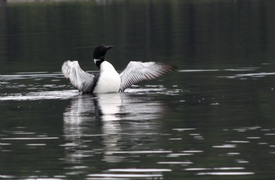 Common Loon