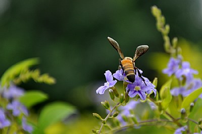 Buzzing around