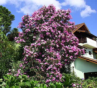 Floral Tree & House