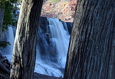 Gooseberry Falls Evergreen bark