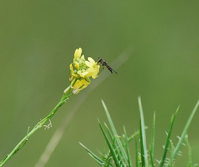 macro zanzara