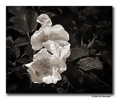 Flowers with insect (d4556)