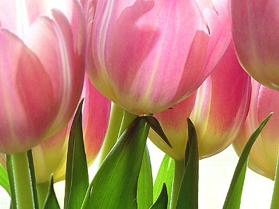 Tulip Talk