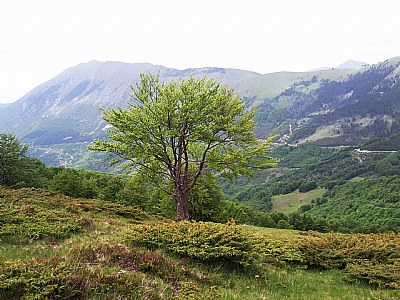 Prevallë...(Kosovo)