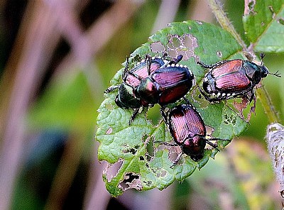 Orgie on a leaf