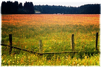 summer meadows