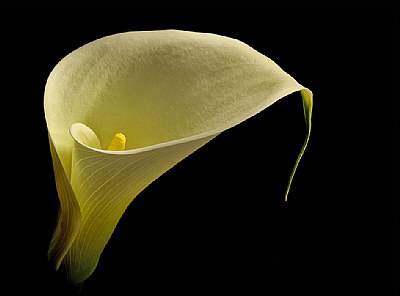 calla