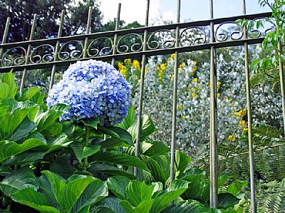 Fence & Hortensia