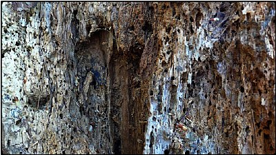 trunk cliffs