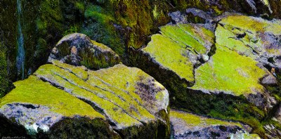 Moss and Rock
