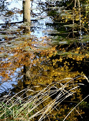 Fall reflection 