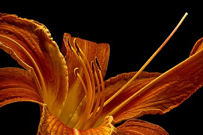 day lily 3