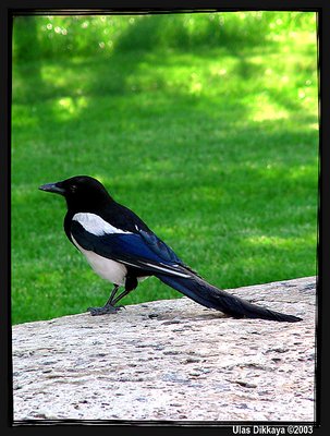 The Magpie