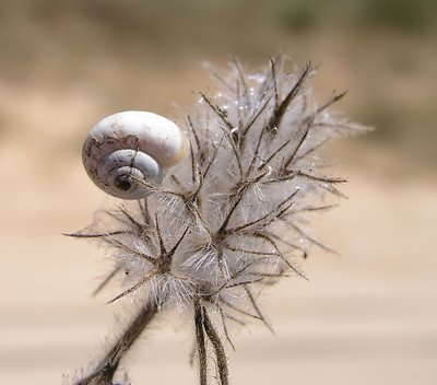 Snail.