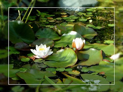 Pond Life